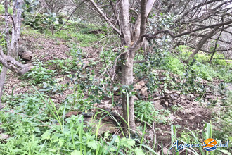 achat terrain banyuls-sur-mer 66650