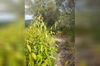 achat terrain barbaggio 20253
