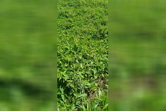 achat terrain basse-pointe 97218