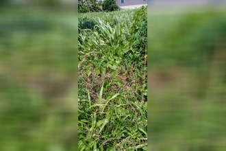 achat terrain basse-pointe 97218