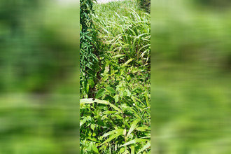 achat terrain basse-pointe 97218