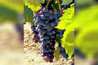 achat terrain belveze-du-razes 11240