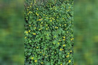 achat terrain briarres-sur-essonne 45390