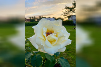 achat terrain brumath 67170