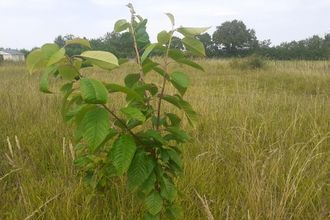 achat terrain deneze-sous-le-lude 49490