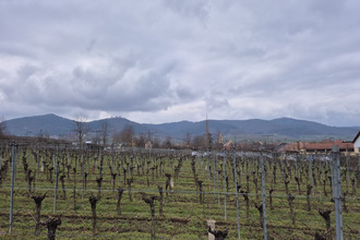 achat terrain eguisheim 68420