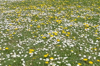 achat terrain genas 69740