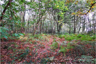 achat terrain guer 56380