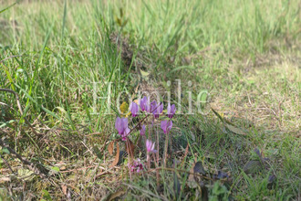 achat terrain la-croix-en-touraine 37150