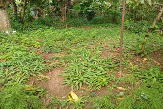 achat terrain lamentin 97232