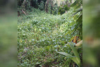 achat terrain lamentin 97232