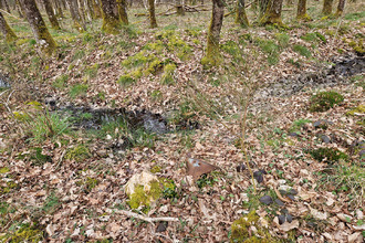 achat terrain langon 41320