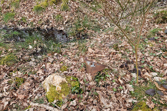 achat terrain langon 41320