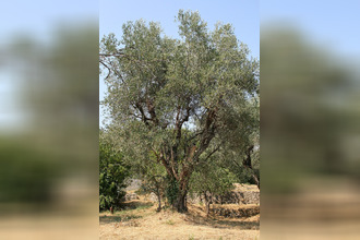 achat terrain le-bar-sur-loup 06620