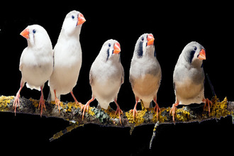 achat terrain les-bordes 45460