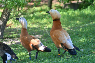 achat terrain les-sables-d-olonne 85180