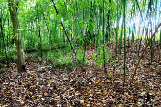achat terrain lescure-d-albigeois 81380
