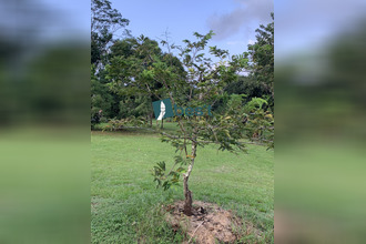 achat terrain matoury 97351