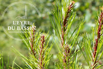 achat terrain mios 33380