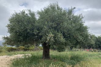 achat terrain muro 20225