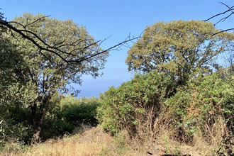 achat terrain olmeto 20113