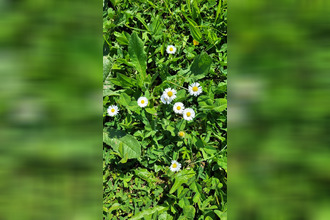 achat terrain piolenc 84420