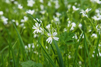 achat terrain pont-scorff 56620