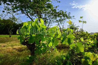 achat terrain port-de-lanne 40300