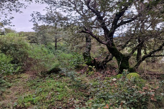 achat terrain sartene 20100