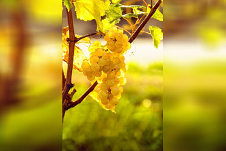 achat terrain sauternes 33210