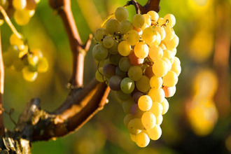 achat terrain sauternes 33210