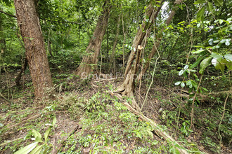 achat terrain shoelcher 97233