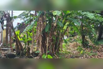 achat terrain st-benoit 97437