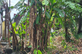 achat terrain st-benoit 97437