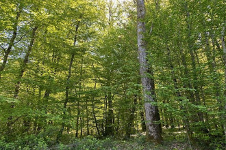 achat terrain st-hilaire-les-andresis 45320