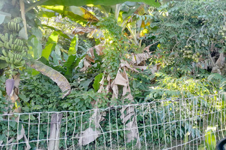 achat terrain st-joseph 97212