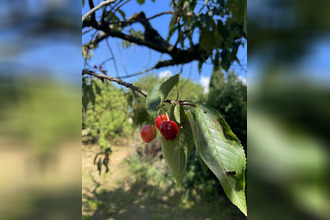 achat terrain ste-helene-du-lac 73800