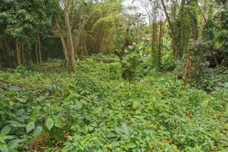 achat terrain ste-luce 97228