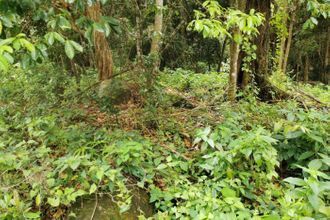 achat terrain ste-luce 97228