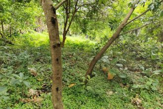 achat terrain ste-luce 97228