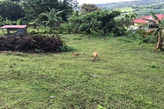 achat terrain trinite 97220