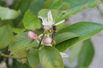 achat terrain uzes 30700