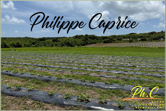 achat terrain vauclin 97280