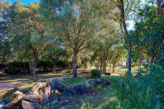 achat terrain zonza 20144