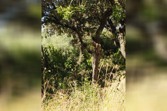  appartement st-aunes 34130