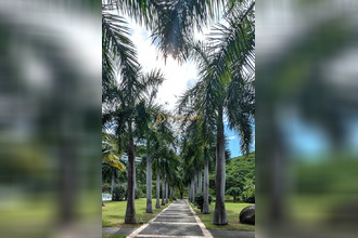  appartement st-martin 97150