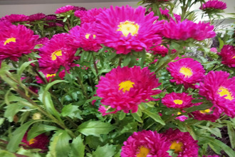  boutique aubignan 84810