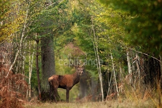  boutique lamotte-beuvron 41600