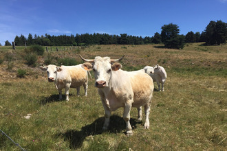  boutique le-malzieu-forain 48140