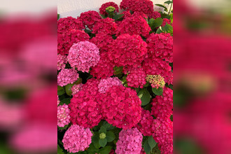  boutique livry-gargan 93190